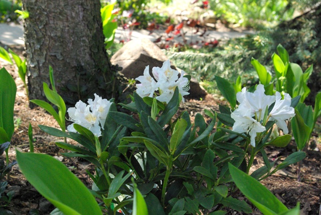 Cunningham's White2.jpg