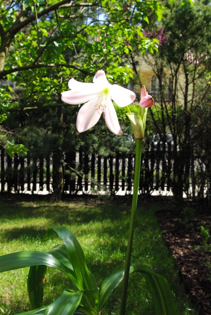 Crinum moorei 2.jpg