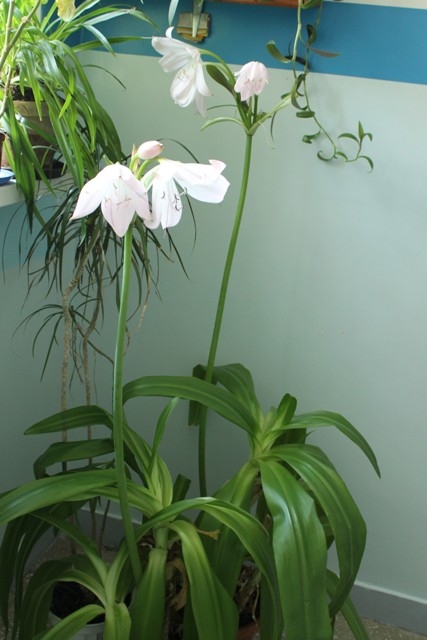 Crinum moorei 6.jpg