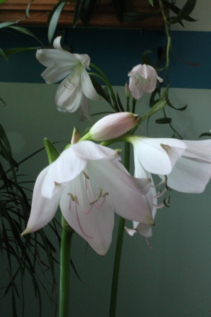 Crinum moorei 5.jpg