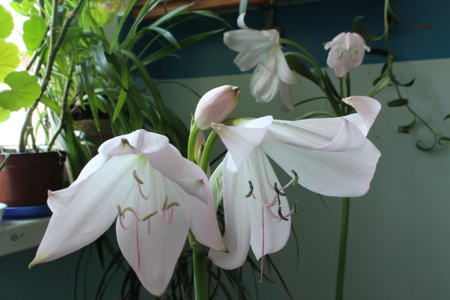 Crinum moorei 7.jpg